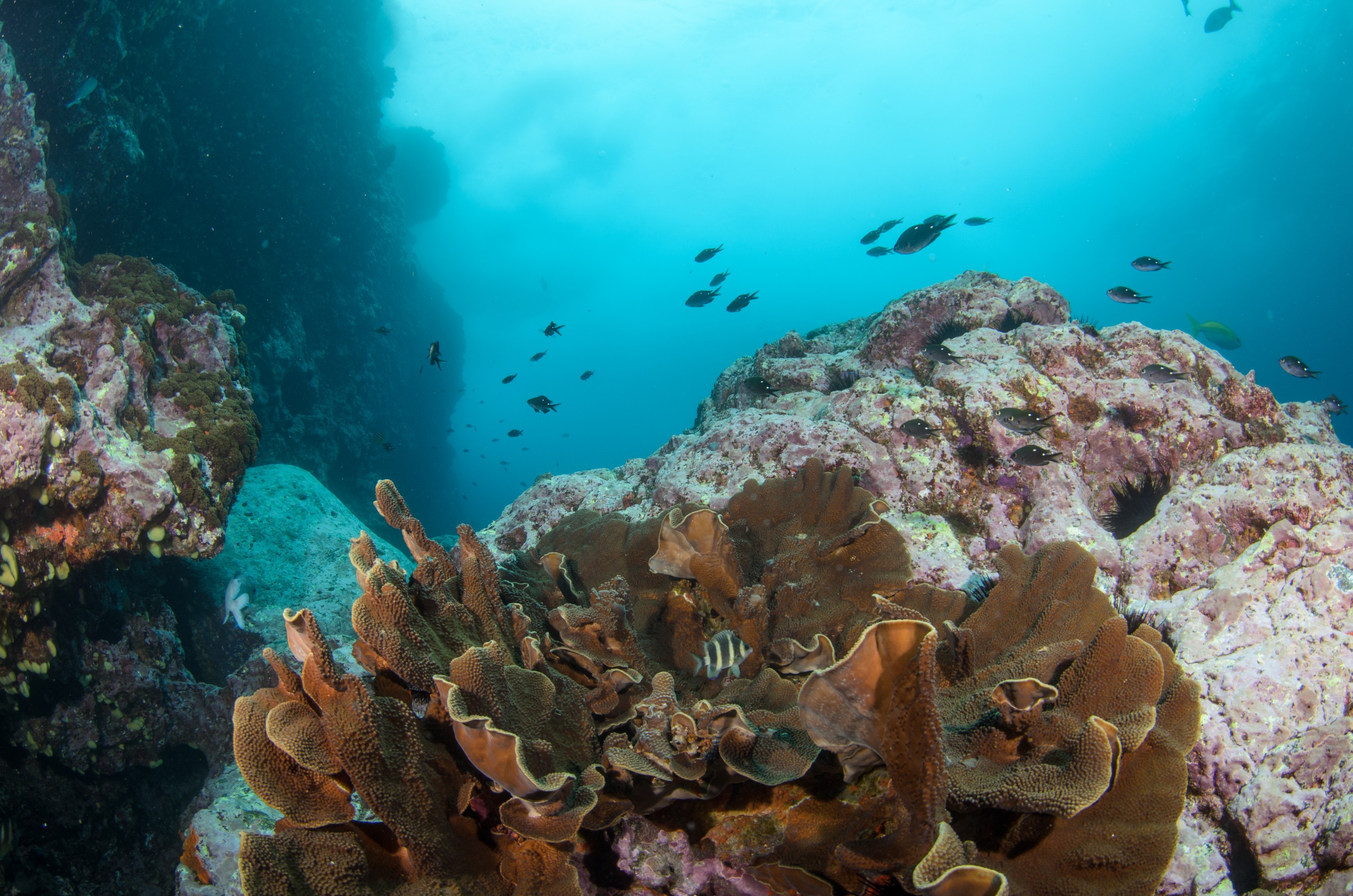 DSC_0978 – 2016, Kermadec, NIWA, New, October 16, Parma, RV, Zealand, alboscapularis, crispin, expedition, kermadecs, marine, nz, ocean, reserve, sanctuary, scalyfin, seacology, seacologynz, tangaroa